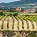 Rioja Vineyard