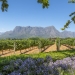 Cape Winelands