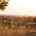 Safari Sundowner